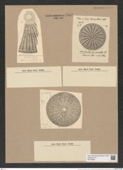 Arachnodiscus ornatus Ehr. (de-Toni-Nr.: Genus 204, Species 5209) Zeichnungen Sammlung Grunow Nr. 8989 (NHMW-BOT-W0378689)